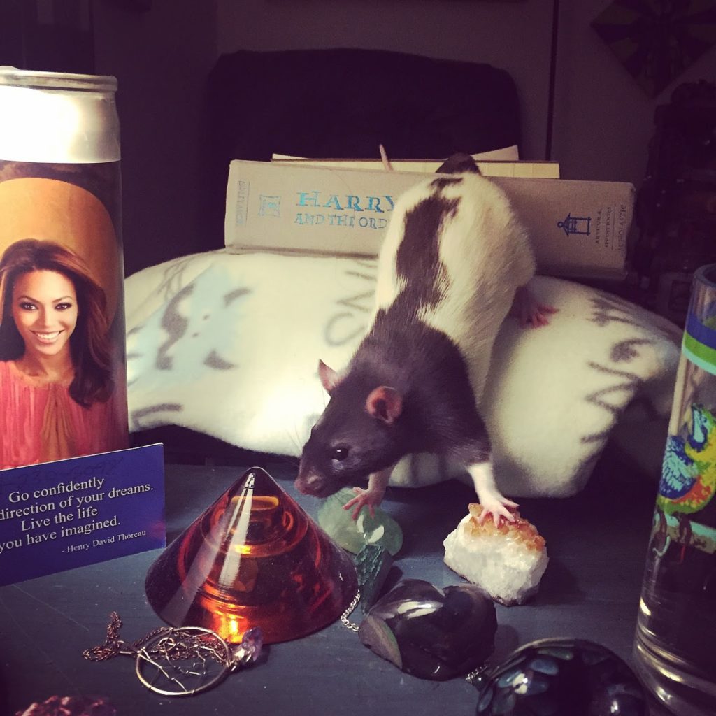 Do Rats Make Good Pets? KROX Austin, TX