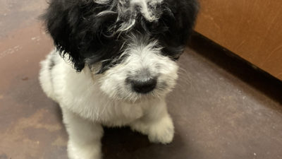 jason's new puppy, bogey