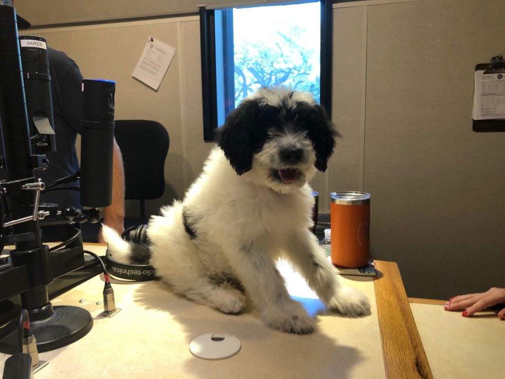 jasons new dog bogey sitting on the studio console