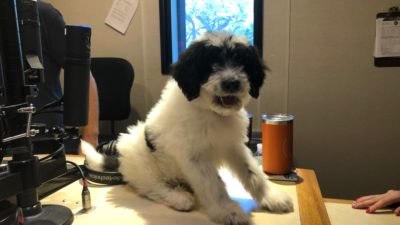 jasons new dog bogey sitting on the studio console