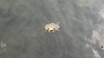 the baby turtle nick rescue back in the lake