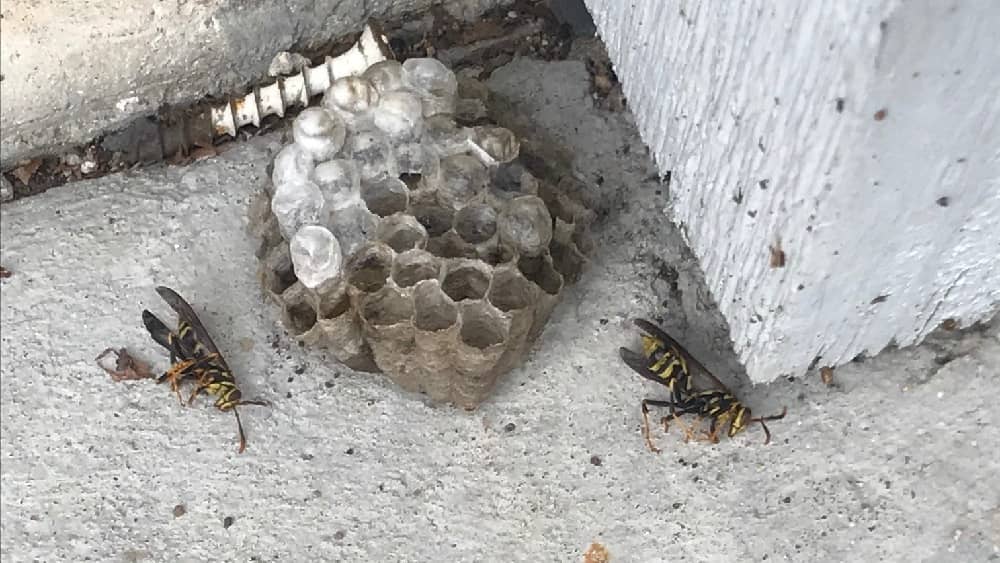 dead wasps and the nest that jason got stung trying to knock down