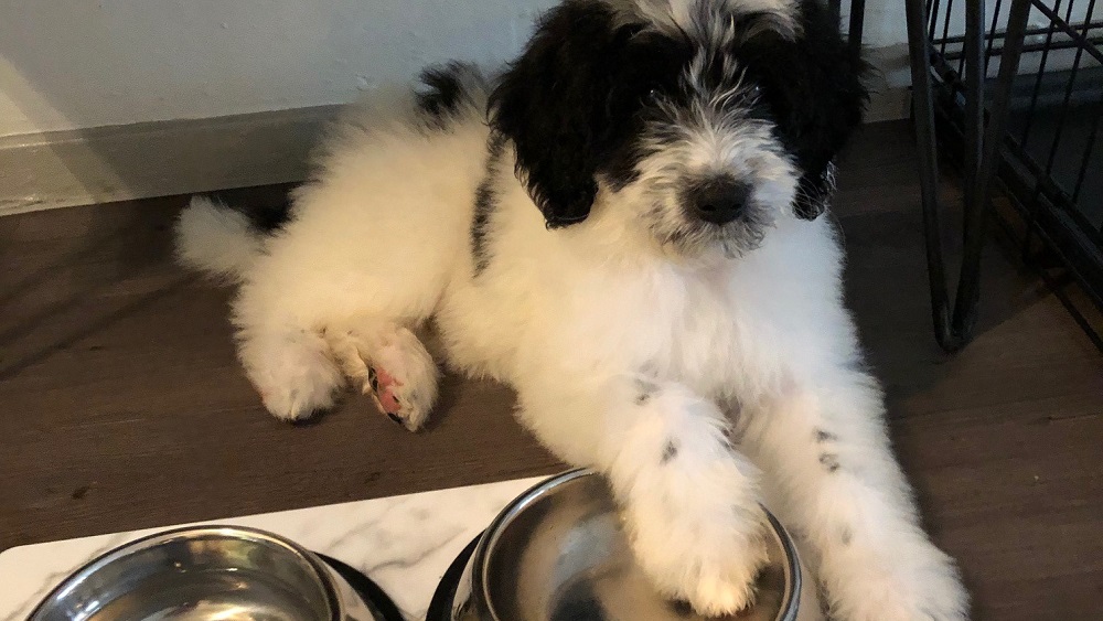 jason's new puppy bogey with his foot in his water bowl