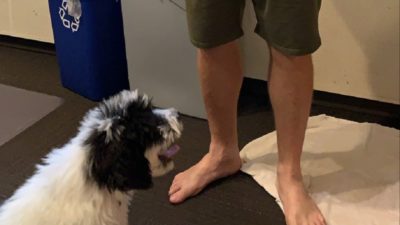 jason's new puppy, bogey, in studio next to jason's bare feet
