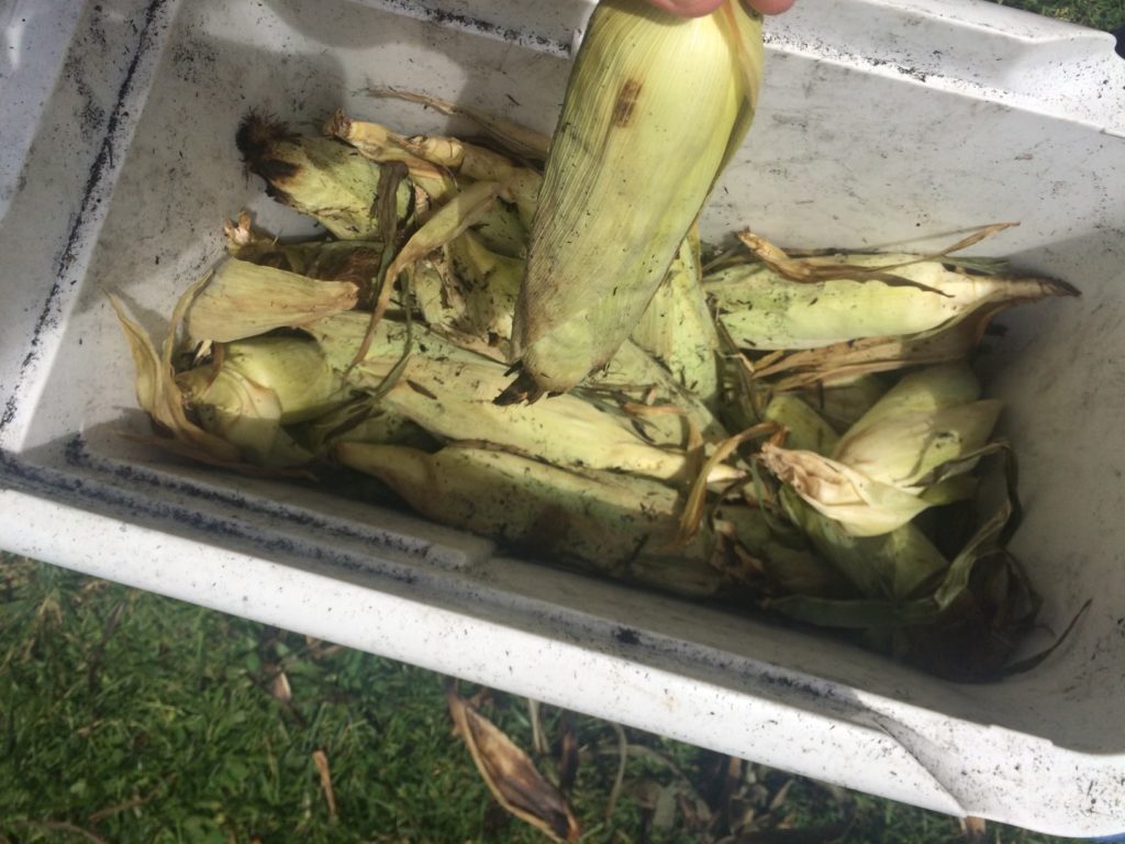 corn on the cob in a cooler