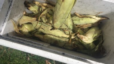 corn on the cob in a cooler