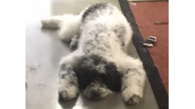 jason's dog bogey flopped down on the floor