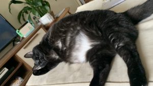 emily's cat lucy flopped down on her couch