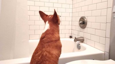 nick's roommate's dog waffles staring at his shower