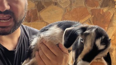 a goat trying to get out of nick's hands