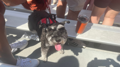 Photo of a dog that Jason took at the UT game
