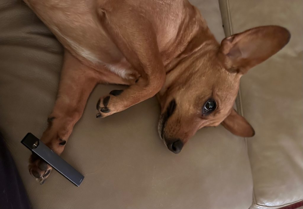 pickle the dog with her juul