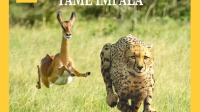 Thundercat & Tame Impala