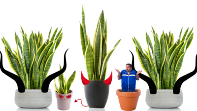 Snake plants with photoshopped horn and Nick coming out of one of the pot. Images provided by Shutterstock