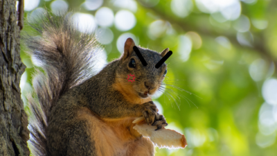 A picture of a squirrel with angry eyebrows and an angry mark on their face. Photo courtesy of Shutterstock.
