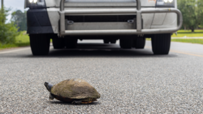 Turtle crossing the road near a car