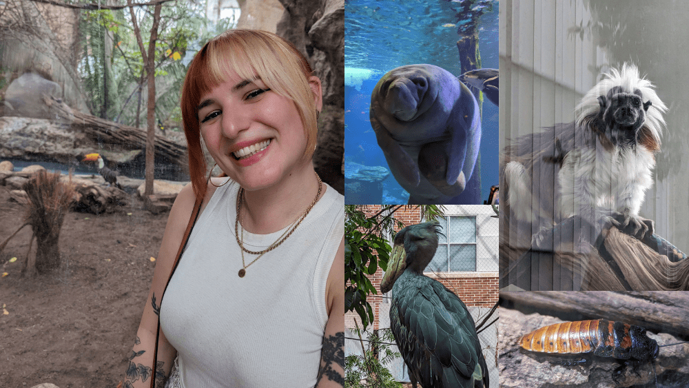 A picture of Emily with a toucan in the background, as well as pictures of a manatee, stork, monkey, and cockroach,
