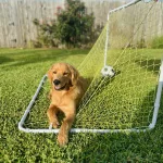 Soccer Dog