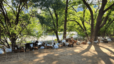 Goats on the hike and bike trail in Austin