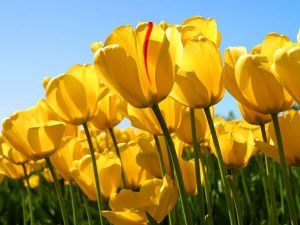 Yellow Tulips in Bloom