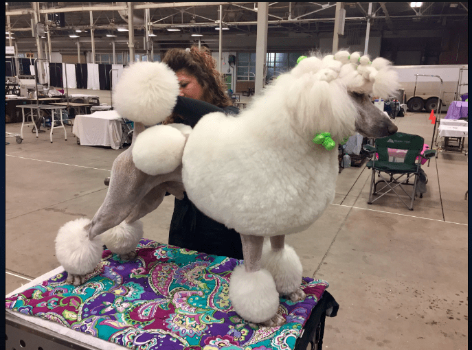 Inside the Indy Winter Classic Dog Show - 93.1FM WIBC