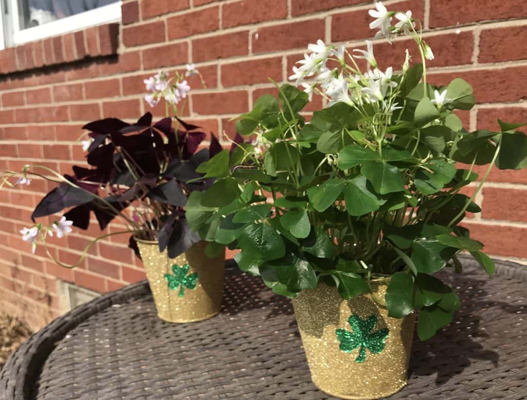 How to Easily Take Care of a Potted Shamrock 93.1FM WIBC