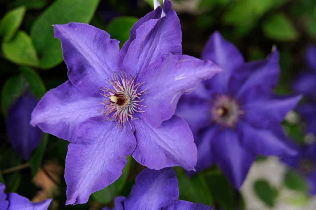 Mock Confuses Chlamydia for a Flower 93.1FM WIBC