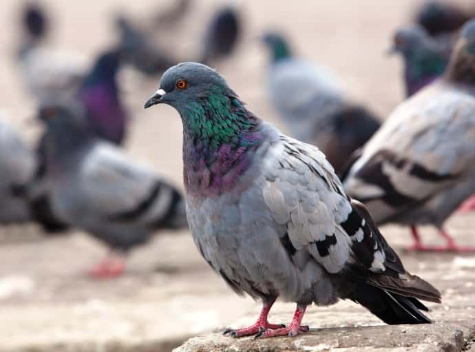 Fifty-Seven Dead, Dying Pigeons Found in White Co. Dumpster | 93.1FM WIBC