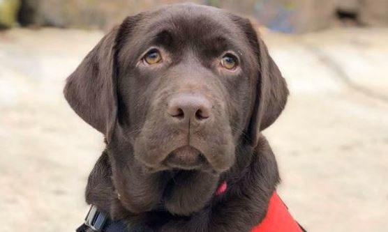 labrador therapy dog