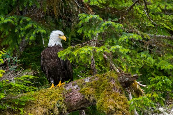 Bald Eagles Across Us Are Dying From Lead Poisoning 931fm Wibc 