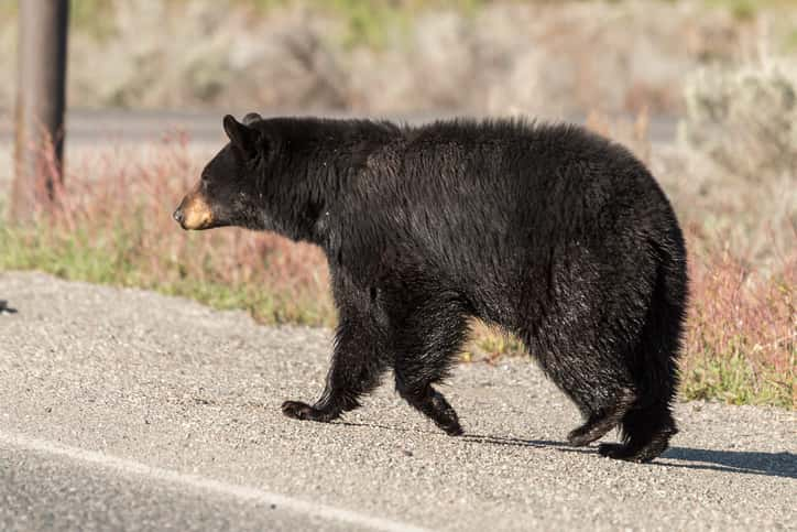 Black Bear Spotted in Kentucky Could Cross into Indiana | 93.1FM WIBC