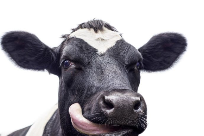 A dairy cow licks the side of its face