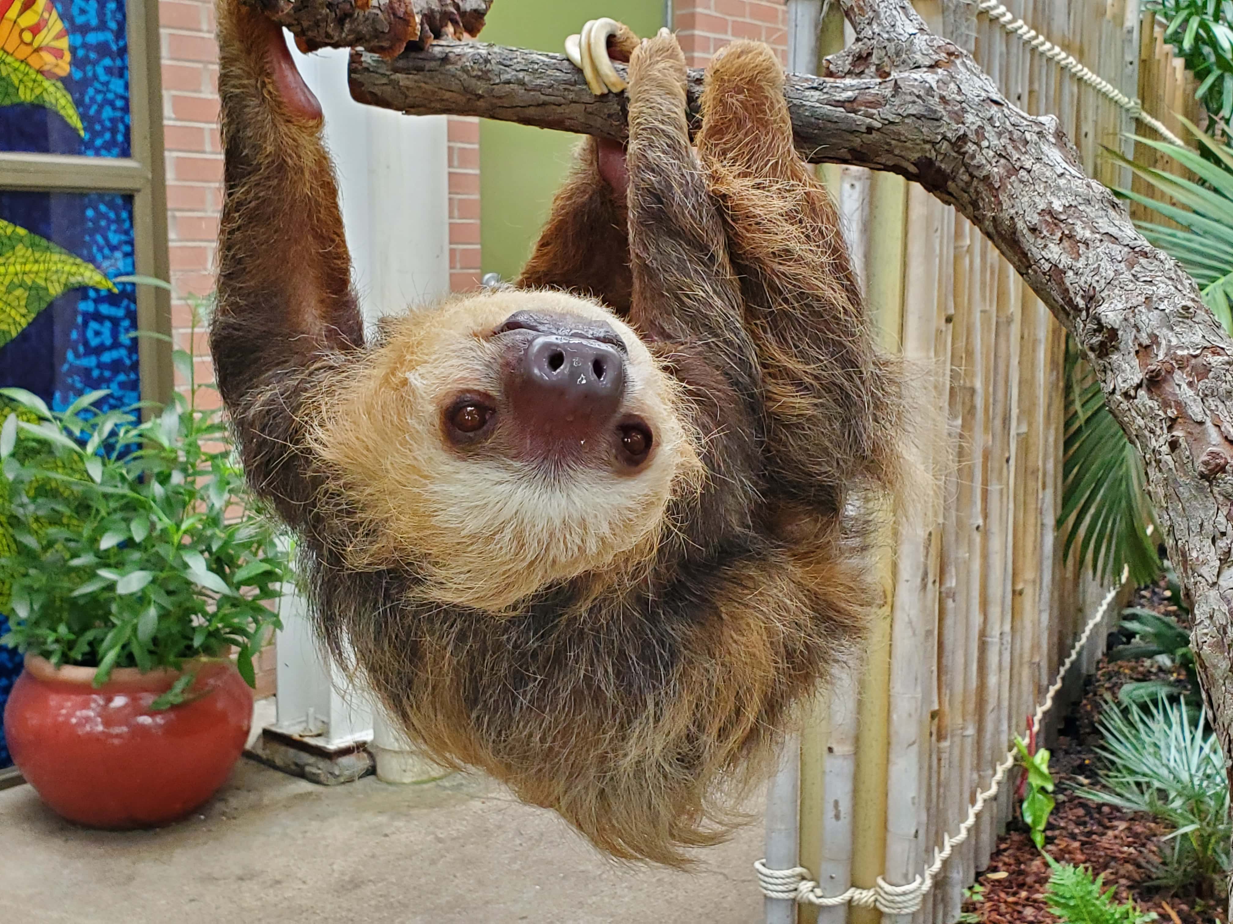 sloth pictures