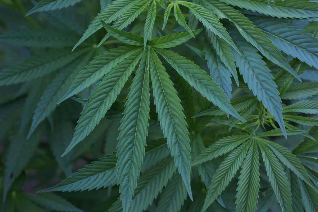Marijuana plants. Photo by Andrew Lichtenstein/Getty/Corbis.