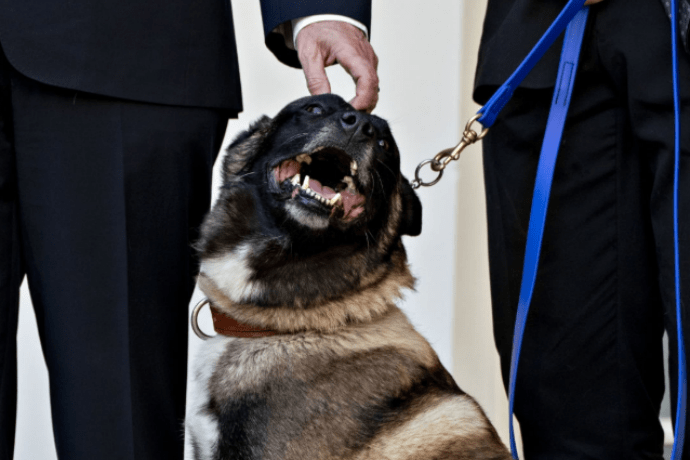 Conan, The Dog Who Chased Down Al Baghdadi, Honored By President Trump ...