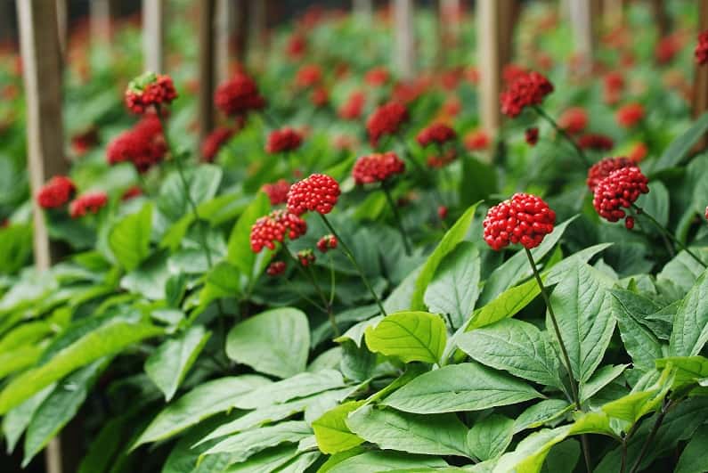 Stealing Ginseng? Apparently It�s Worth Some Money 93