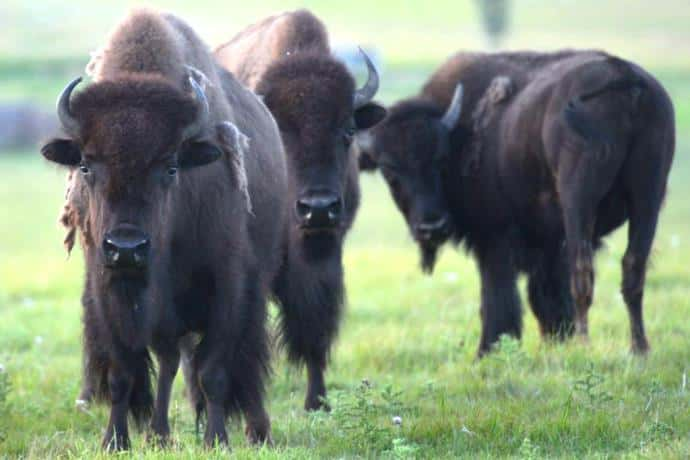 Herd Of Bison 