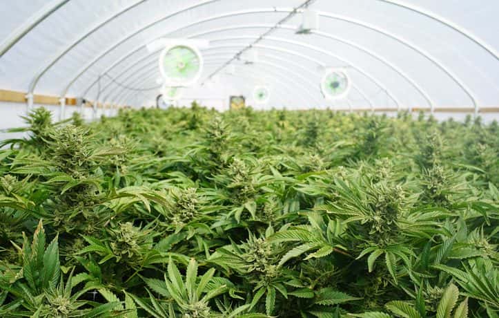 marijuana being grown in an artificial environment