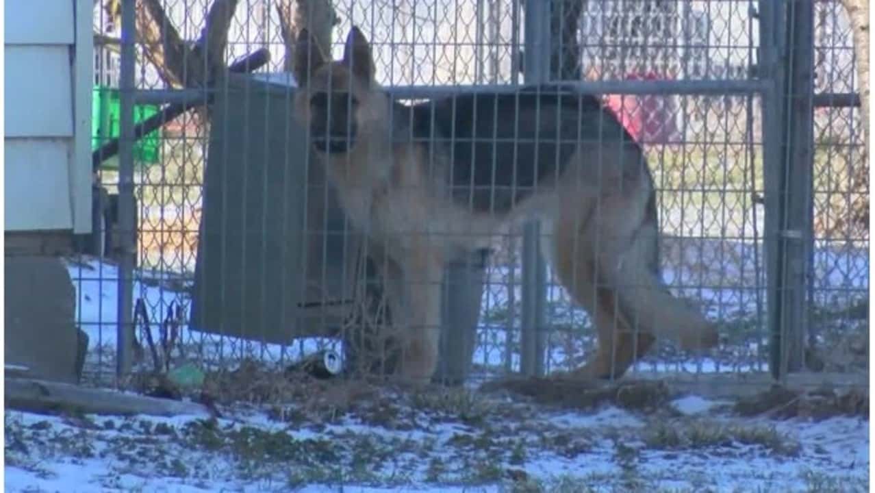 Raebark Kennels 2024 callski
