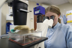 Scientist looking into microscope