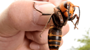 Giant Asian Hornets are as Big as a Buick!