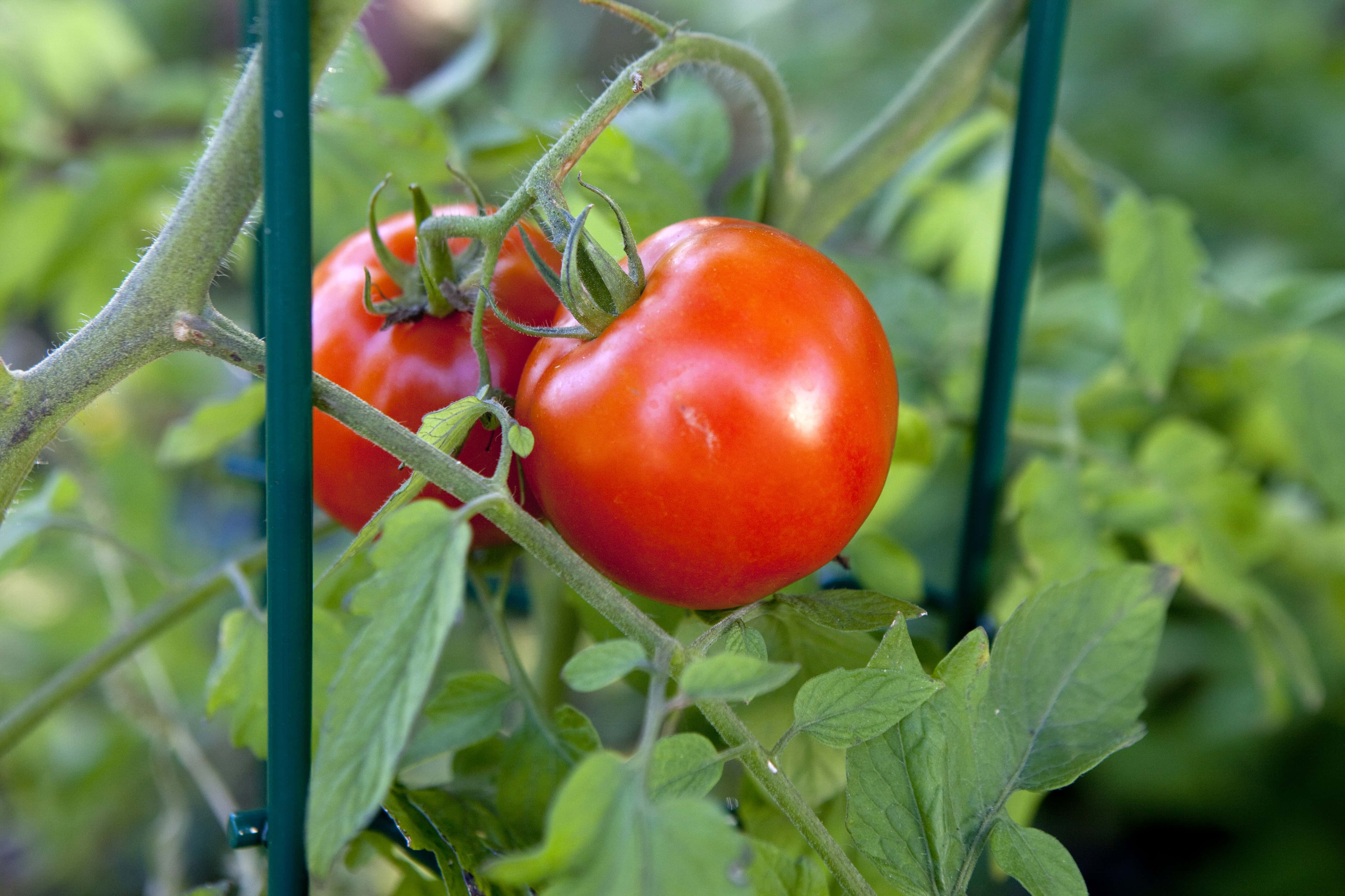 Tip of the Week Plant Tomatoes Deep 93.1FM WIBC