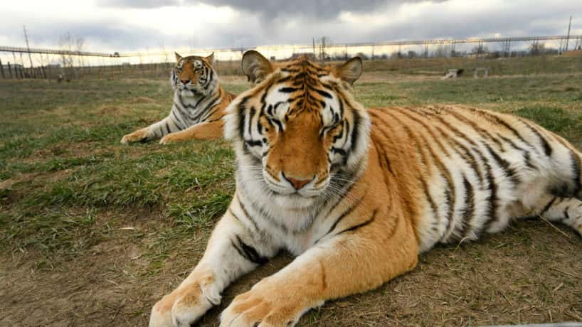 Tigers at the zoo