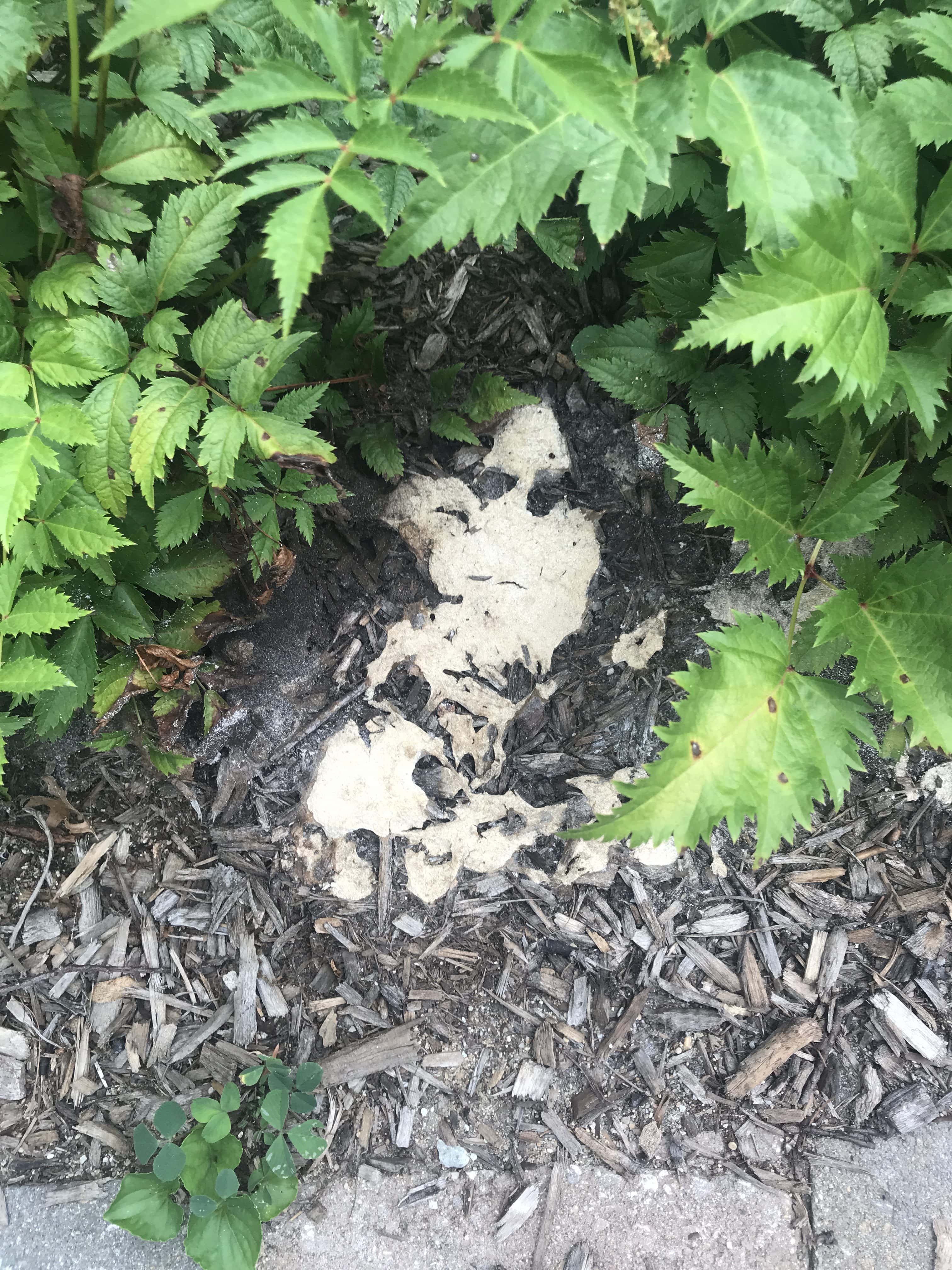 Dog Vomit Fungus, Yes it’s a Real Thing and The Nickname is Accurate