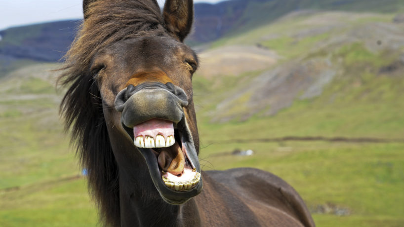 A laughing horse.