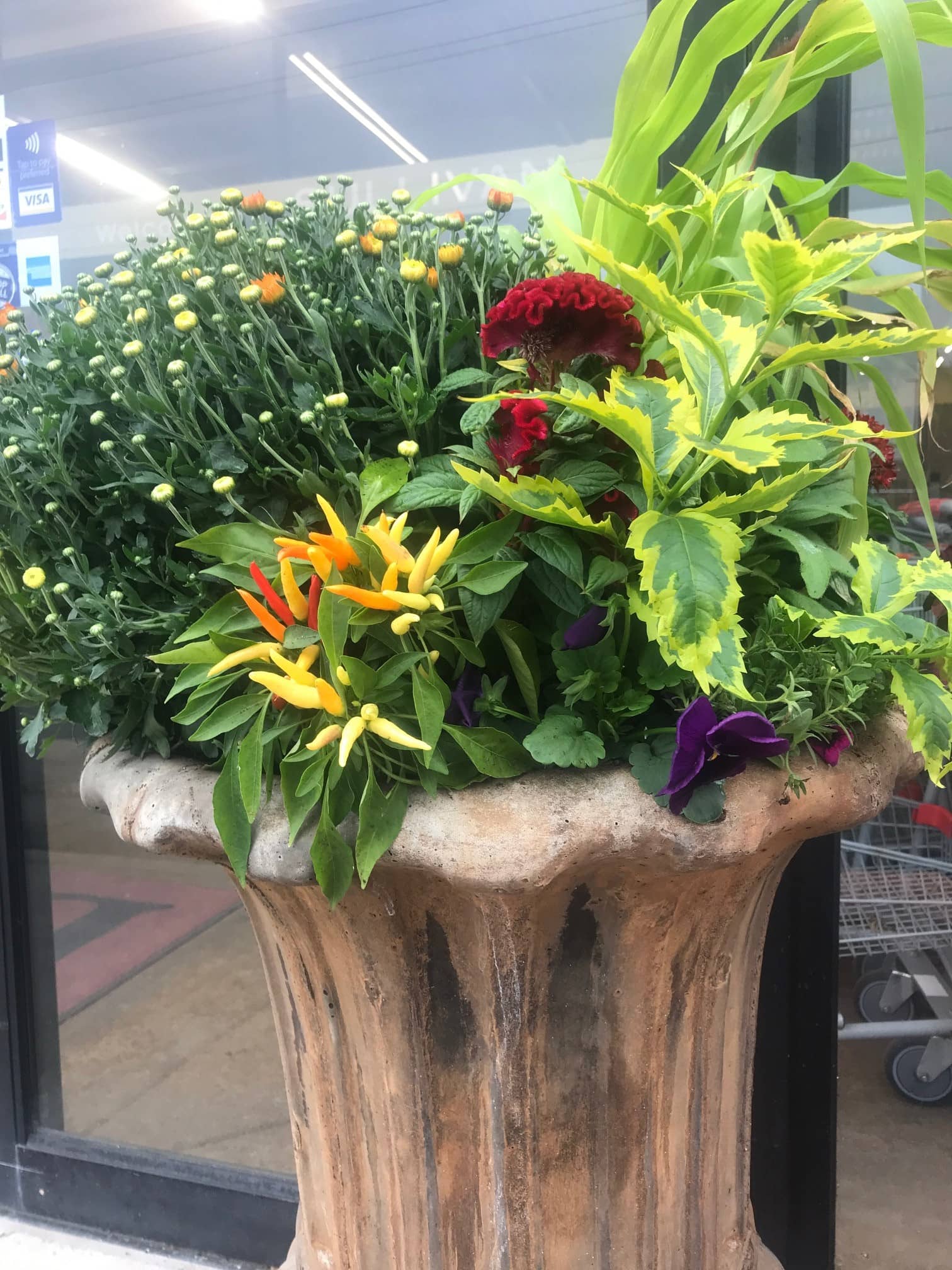 Fall Planter with mum