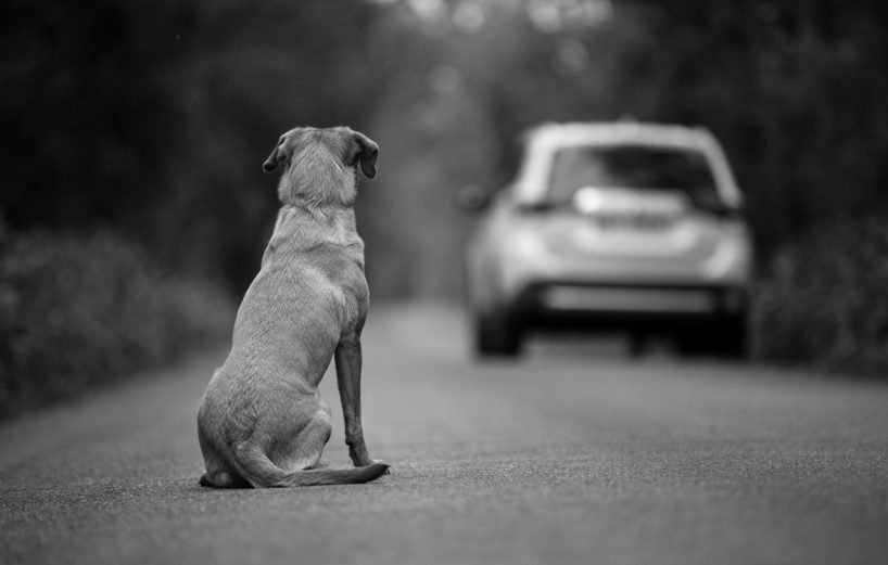 Labrador Dog Watches a Vehicle Drive Away.