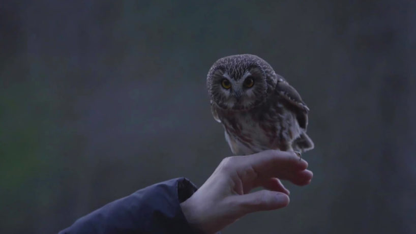 Rockefeller, the owl that stowed away and traveled on the Rockefeller Christmas tree last week, was released into the wild.