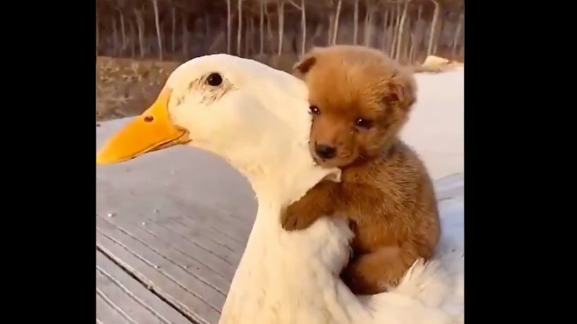 WATCH Puppy Climbs Onto a Duck to Give Him a Hug 93.1FM