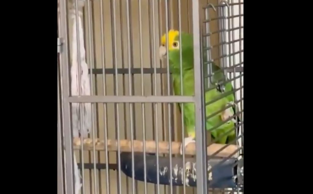 WATCH: Green Amazon Parrot Sings "Stairway to Heaven" - Vimarsana News